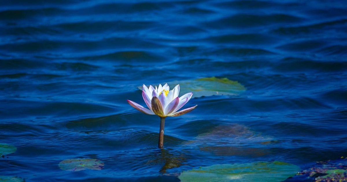 lotus flower and plants 清晨池塘里盛开的粉色荷花与浮在水面的睡莲叶片在薄雾中舒展，岸边木栈道旁一位园艺爱好者正俯身观察花苞，整体氛围安静清新
