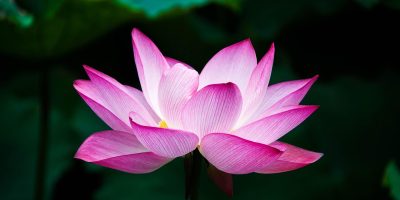 粉色重瓣大贺莲荷花盛开于碧绿荷叶间，花瓣层叠丰满，光线柔和温暖，lotus flower and plants 品种图鉴