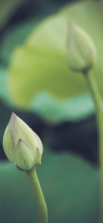 lotus flower and plants App 的花友问答列表页，每条帖子带品种标签和缩略图，界面用卡片式布局，底部有发帖按钮，整体简洁明快